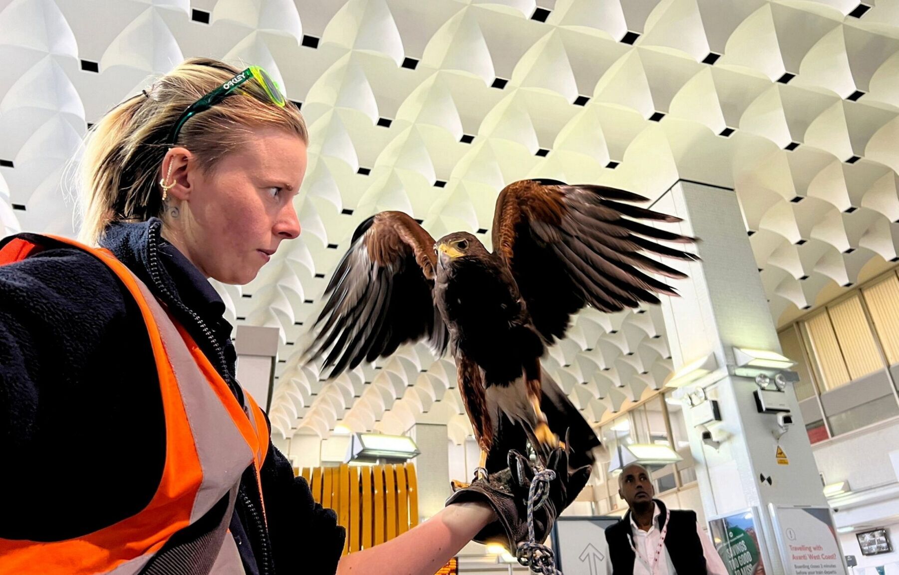 London Euston employs Harris hawk to combat pigeon problem